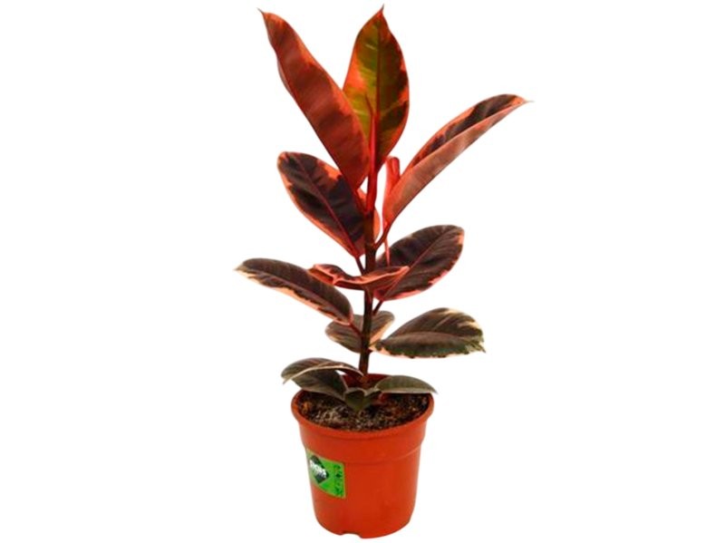 FICUS BELIZE  M17