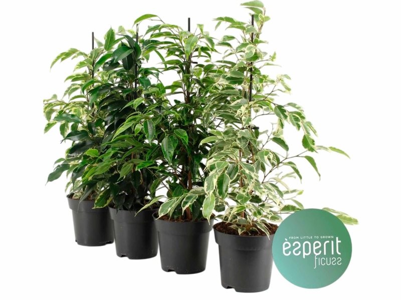 FICUS BENJ. EXOTICA  M14 50cm. MIX