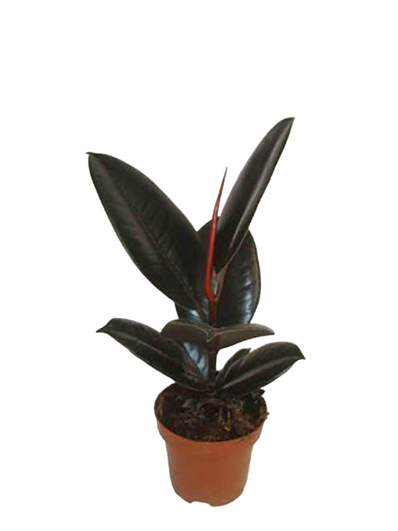 FICUS ROBUSTA ABDIJAN  M12