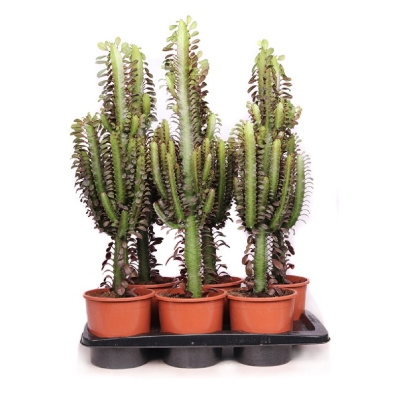 EUPHORBIA TRIGONA M17 H55