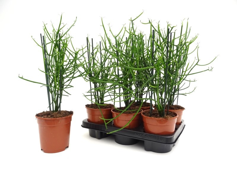 EUPHORBIA TIRUCALLI M12- 45cm.