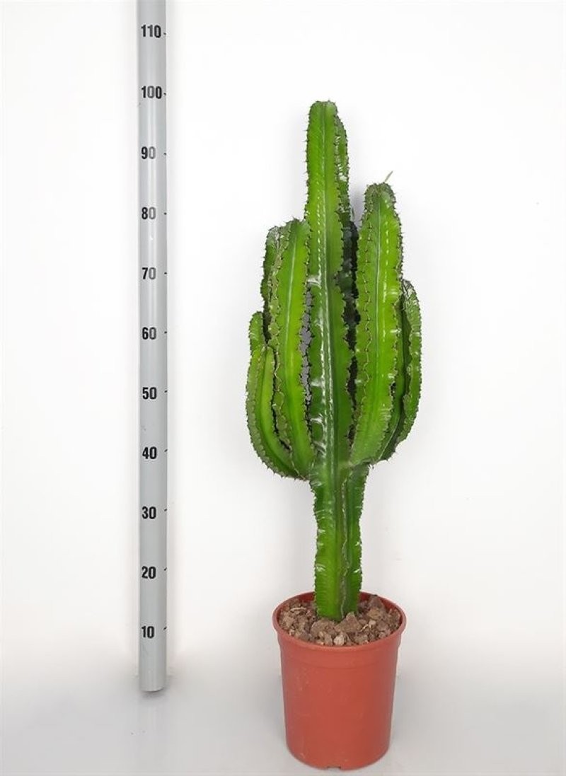 EUPHORBIA INGENS M21-100cm.