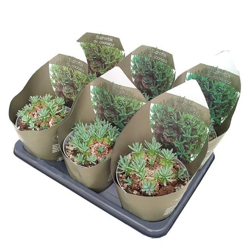 EUPHORBIA COCKLEBUR M14 H15