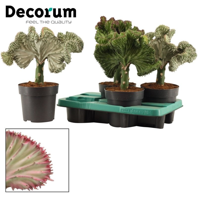 EUPHORBIA LACTEA  M14