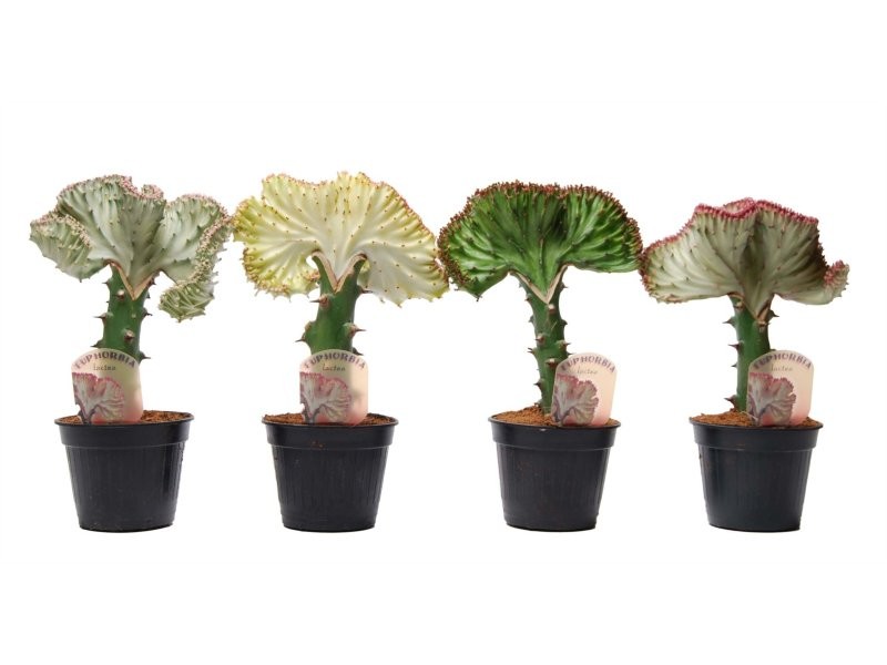 EUPHORBIA LACTEA  CRISTATA M10