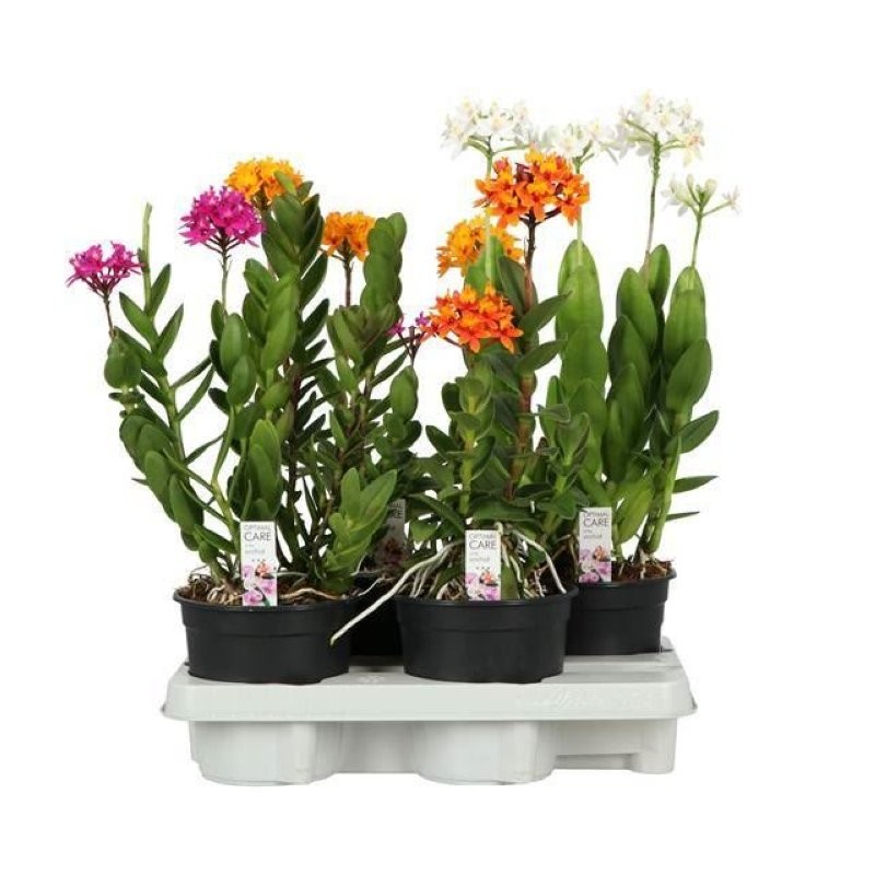 EPIDENDRUM M15 4+ tijes orquidia