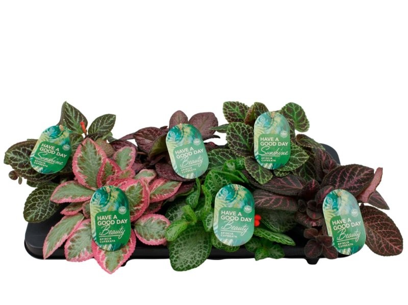 EPISCIA M12 MIX