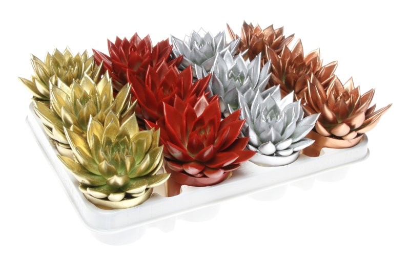 ECHEVERIA MIRANDA  M 9 pintada X-MAS MIX