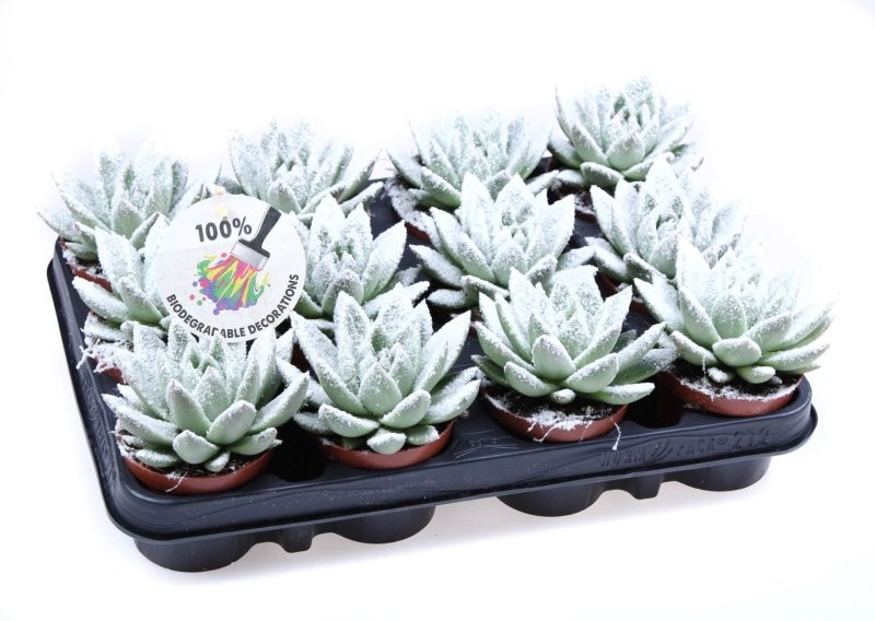 ECHEVERIA MIRANDA  M8.5 BIO NEU