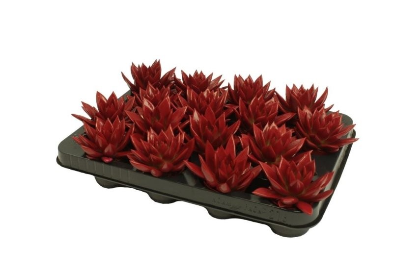 ECHEVERIA MIRANDA  M 6 pintada VERMELL