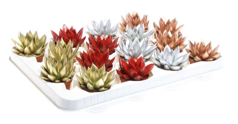 ECHEVERIA MIRANDA  M5.5 pintada X-MAS mix