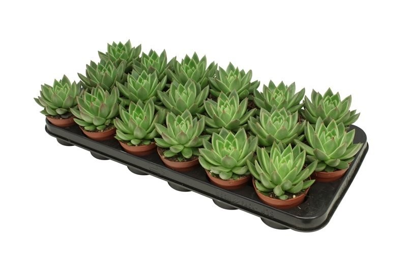 ECHEVERIA  M 9 MIRANDA verda