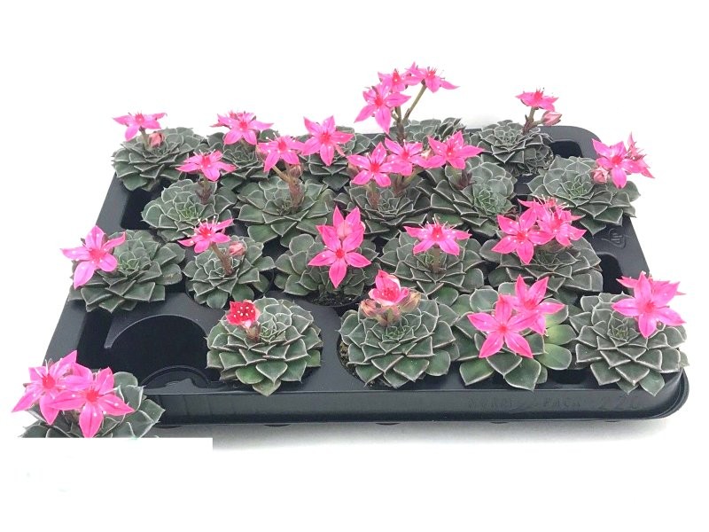 ECHEVERIA  M 6 Graptopetalum bellum