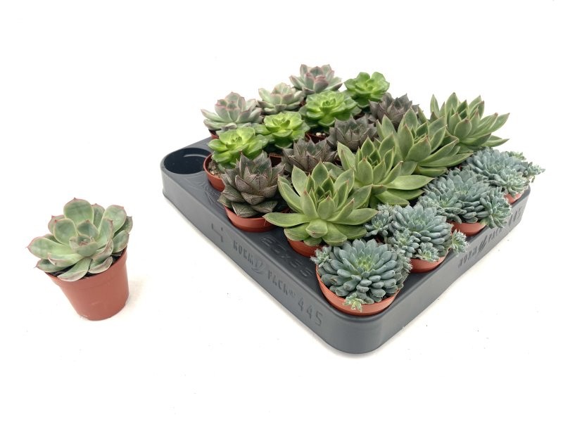 ECHEVERIA  M 6 mini (preu per caixa x20)