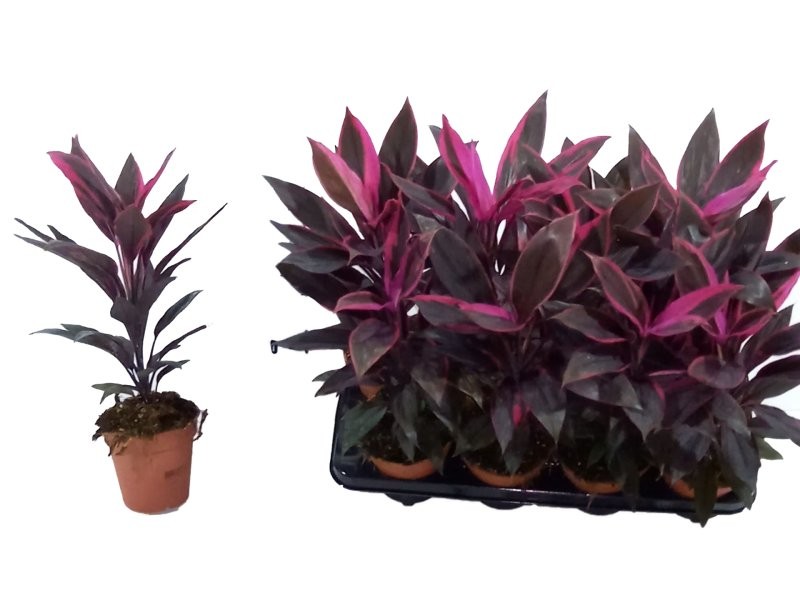 DRACAENA TANGO M13 H50