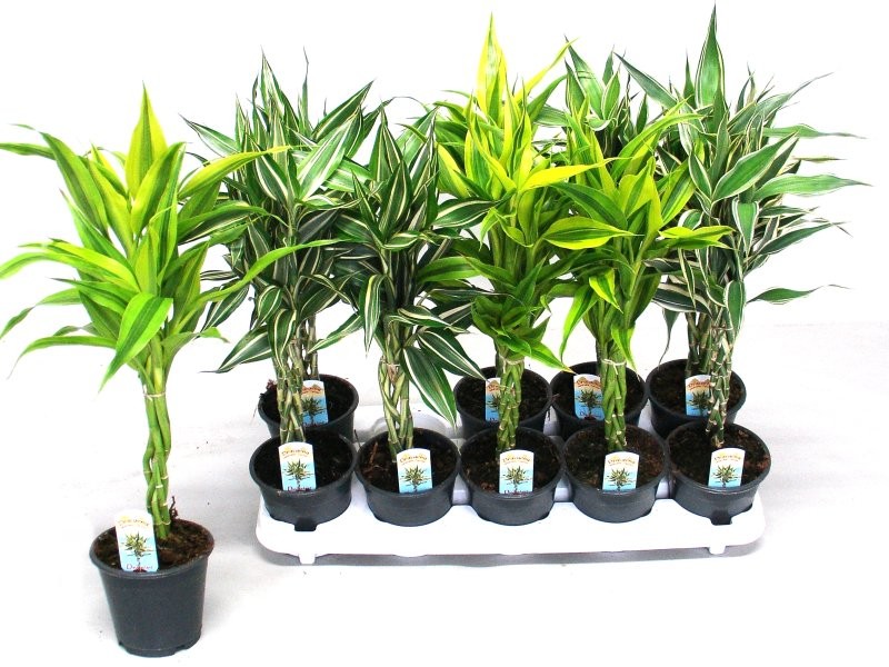 DRACAENA SANDERIANA  1 TRONCO TRENZADO M12