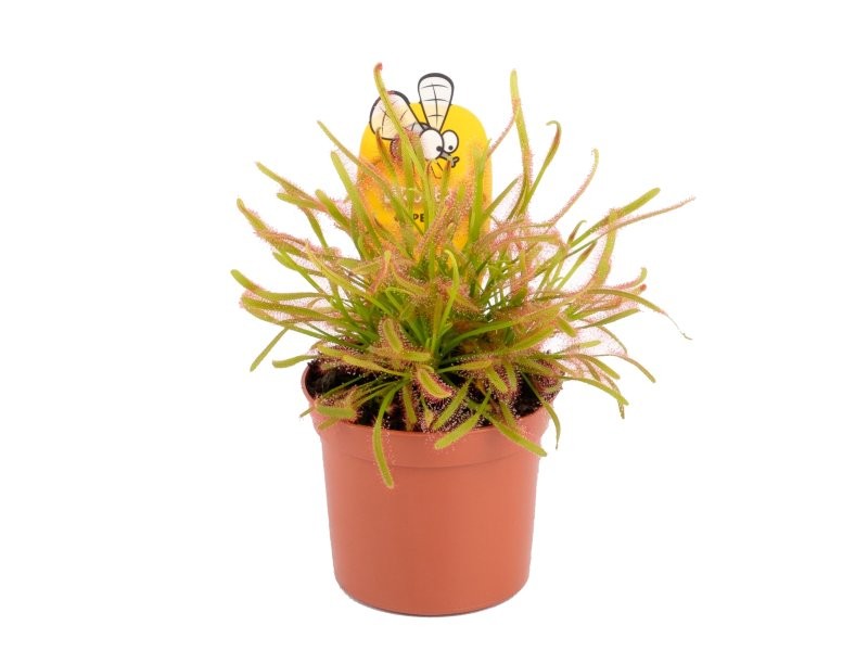 DROSERA CAPENSIS M8.5