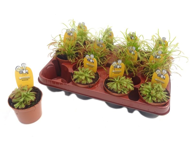 DROSERA MIX  M 9 carnivores