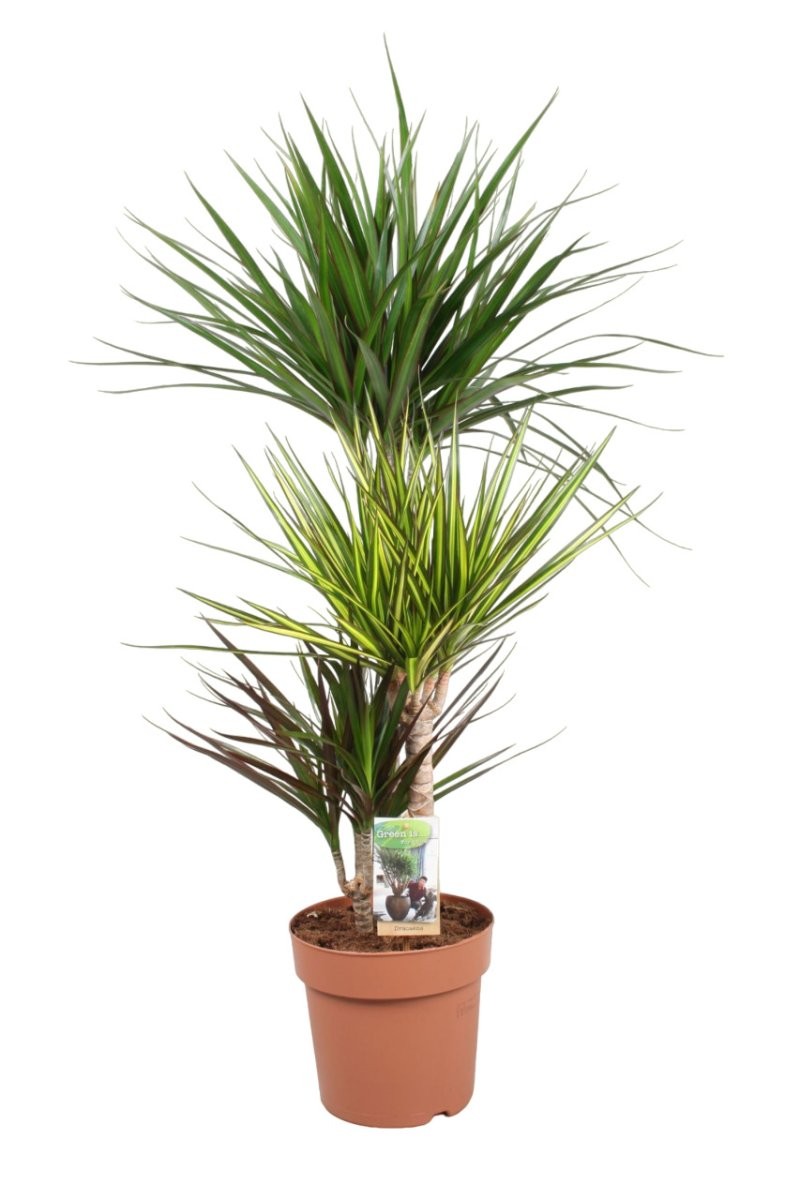 DRACAENA MARG. CARNAVAL 60.30.15 M21 H110