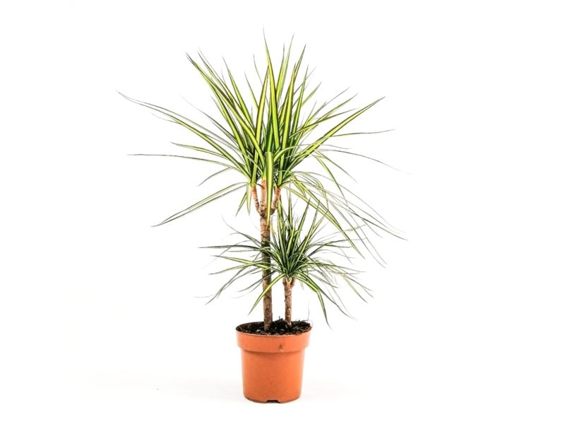 DRACAENA MARG. BICOLOR SUNRAY 30.15 M17 H70