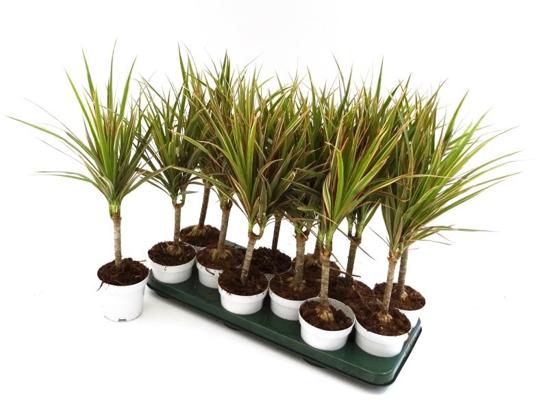 DRACAENA MARGINATA BICOLOR, 1 tronc-M12