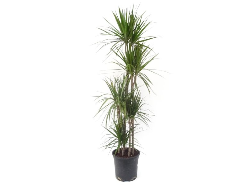 DRACAENA MARGINATA, 5 troncs-M30 180cm.
