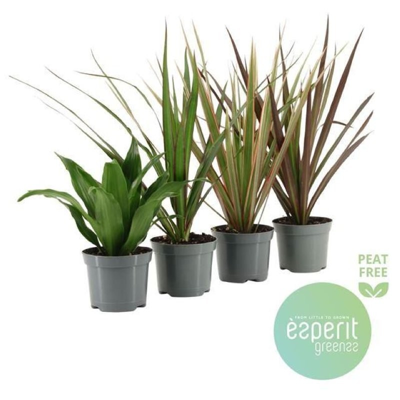 DRACAENA sense tronc M 9 MIX