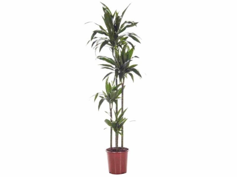 DRACAENA JANET CRAIG 120.90.60.30 M27-180cm.
