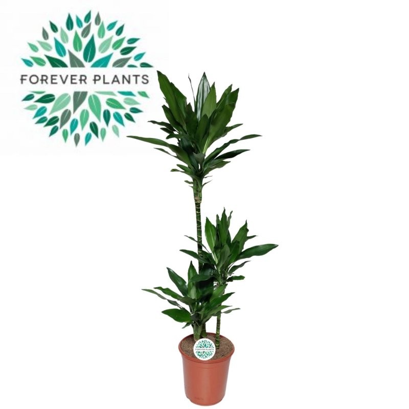 DRACAENA JANET LIND 90.60.30 M22-125cm.