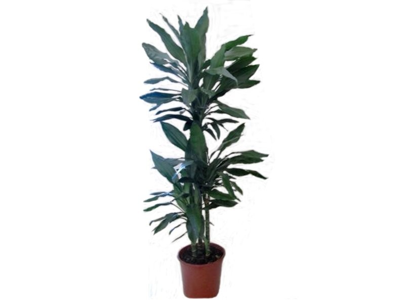 DRACAENA JANET CRAIG, 60.30.15 M20-110cm.