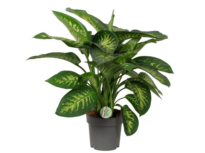 DIEFFENBACHIA TROPIC  M21