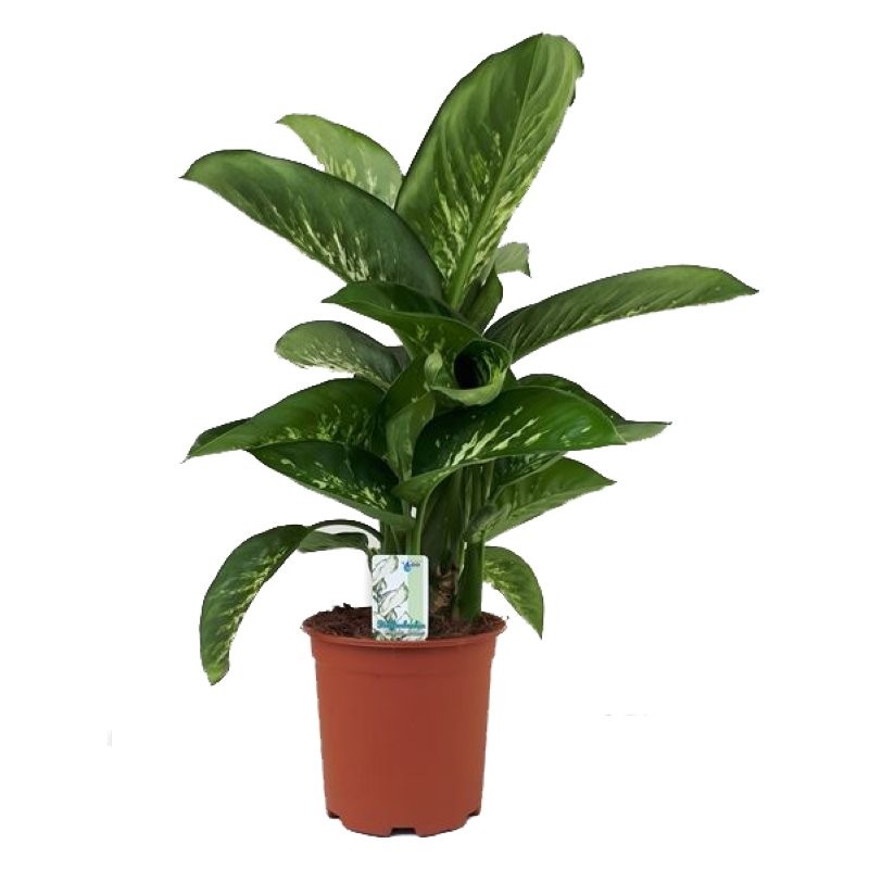 DIEFFENBACHIA TROPIC  M19