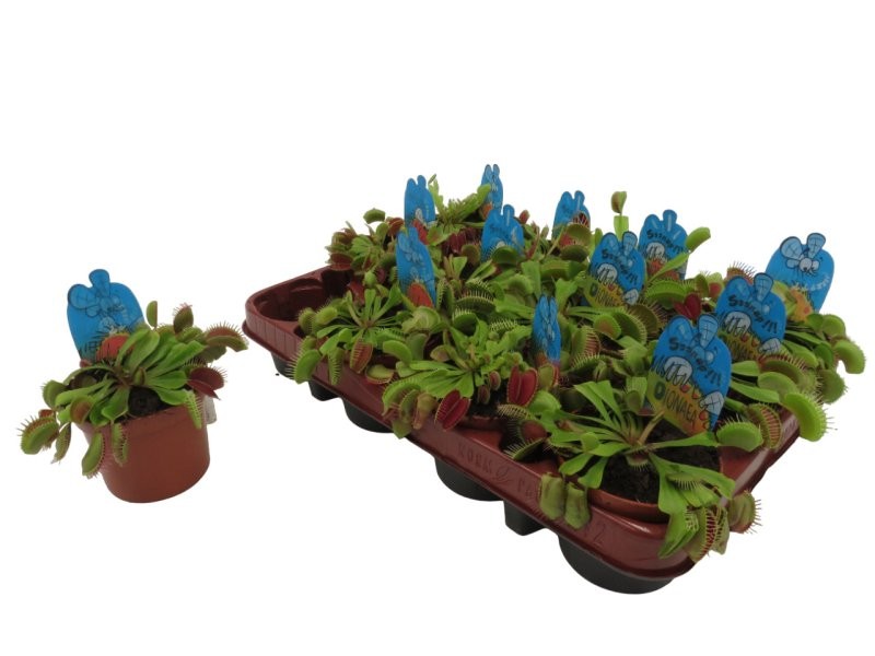 PLANTES CARNIVORES DIONEA MUSCIPULA M 9