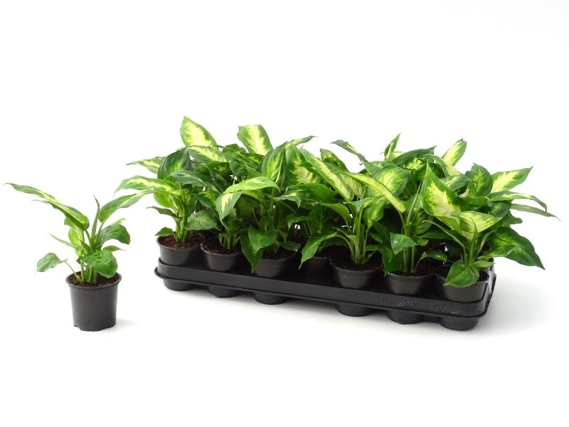 DIEFFENBACHIA  M 9