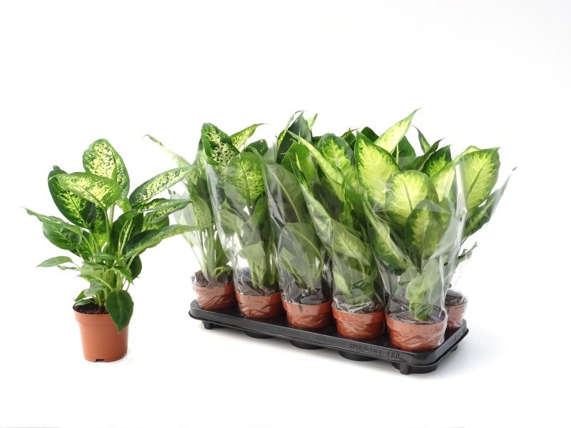 DIEFFENBACHIA  M12 cam/ comp / mix