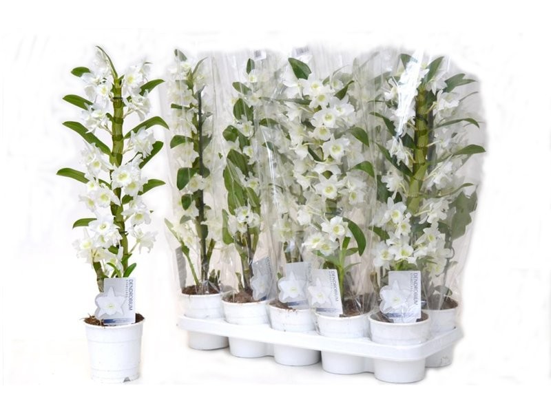 DENDROBIUM  M12-60cm. 1-vara nobile BLANC MULTIFL