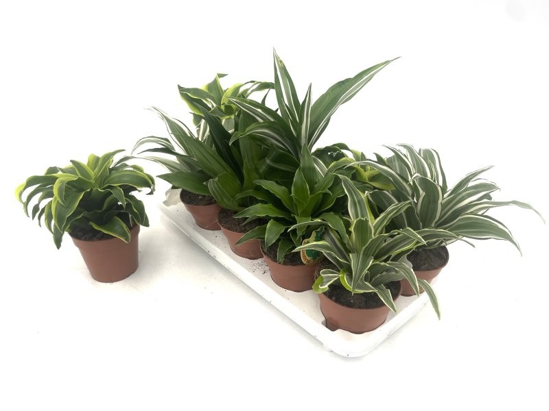 DRACAENA DER/COMP.  MIX M12