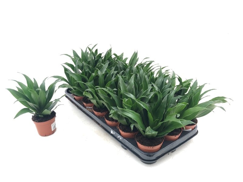 DRACAENA COMPACTA  M12