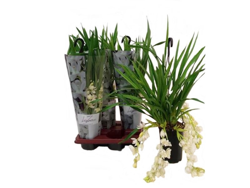 CYMBIDIUM, CASCADA 2/3 vares M14 60cm