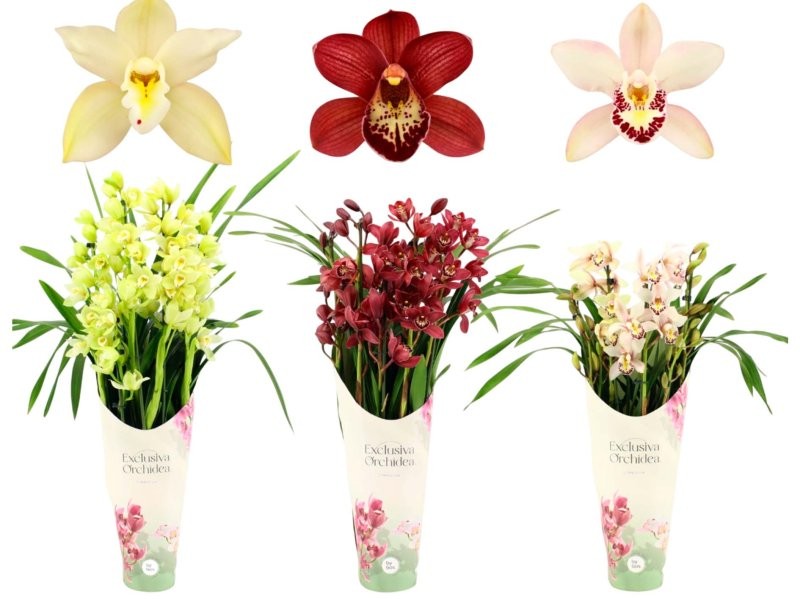 CYMBIDIUM, 5 branques M14- 70cm. MIX EXCLISIVE