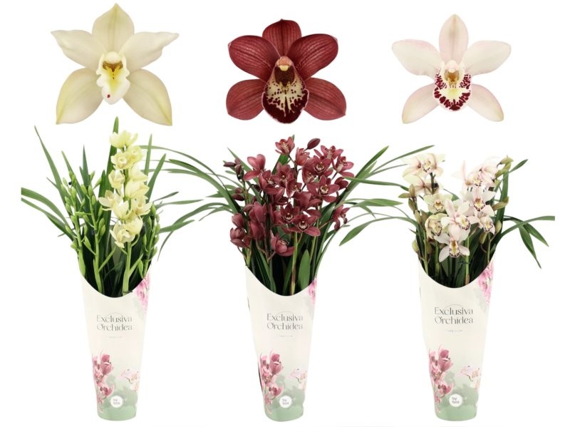 CYMBIDIUM, 4 branques M14- 70cm. MIX EXCLISIVE