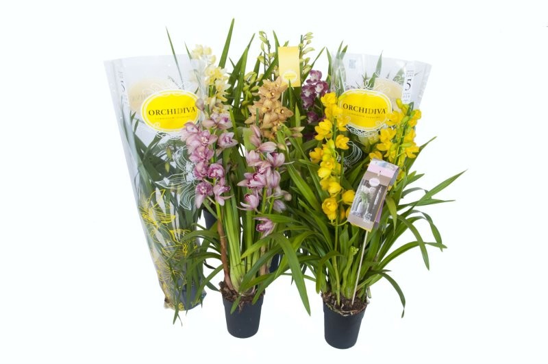 CYMBIDIUM, 4 branques M14- 70cm. MIX