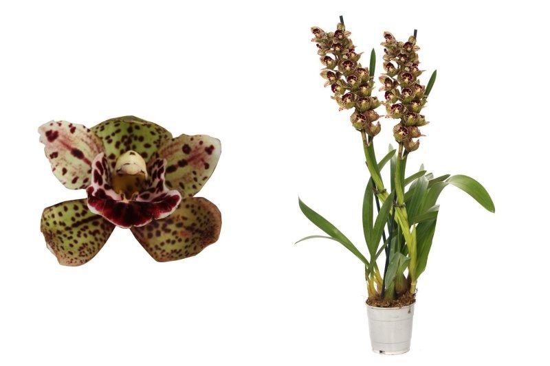 CYMBIDIUM 2 branques M125- 60cm Magic Bird