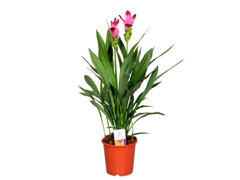 CURCUMA  M15- 65cm. Siam Splash 5fl