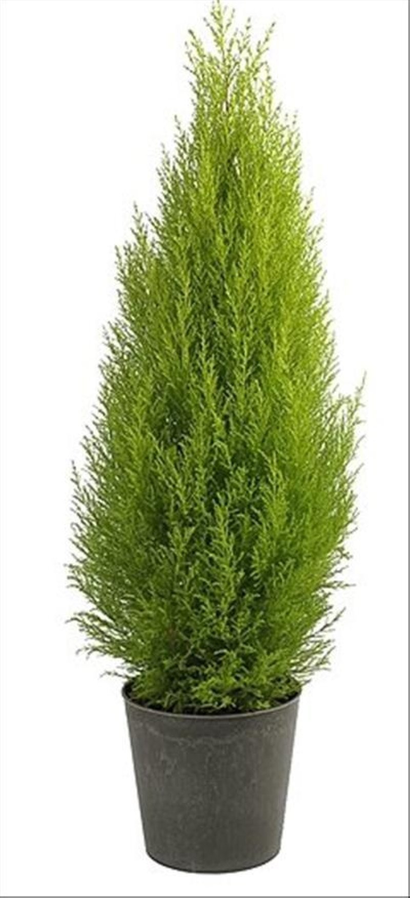 CUPRESUS GOLD CREST WILMA M27- 90cm.