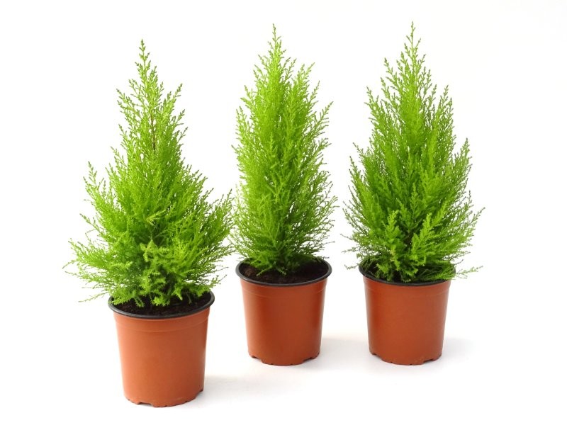 CUPRESUS GOLD CREST WILMA M17- 70cm.