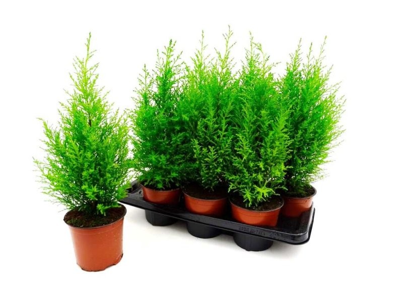 CUPRESUS GOLD CREST WILMA M14 60cm.