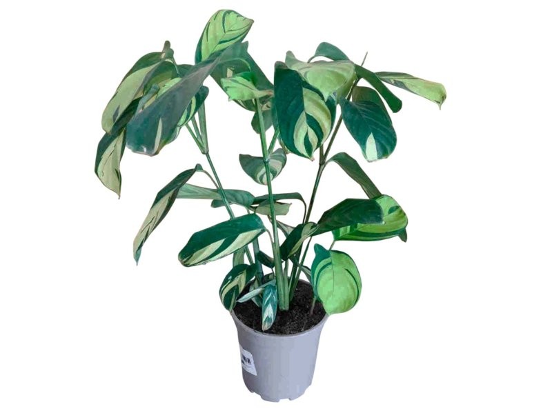 CTENANTHE M17 H50 PILOSA GOLDEN MOSAIC