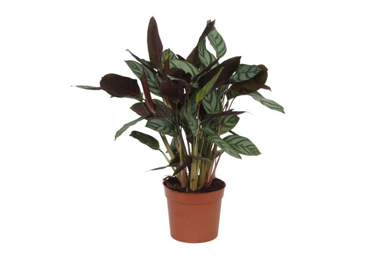 CTENANTHE M14 H40 Compactstar