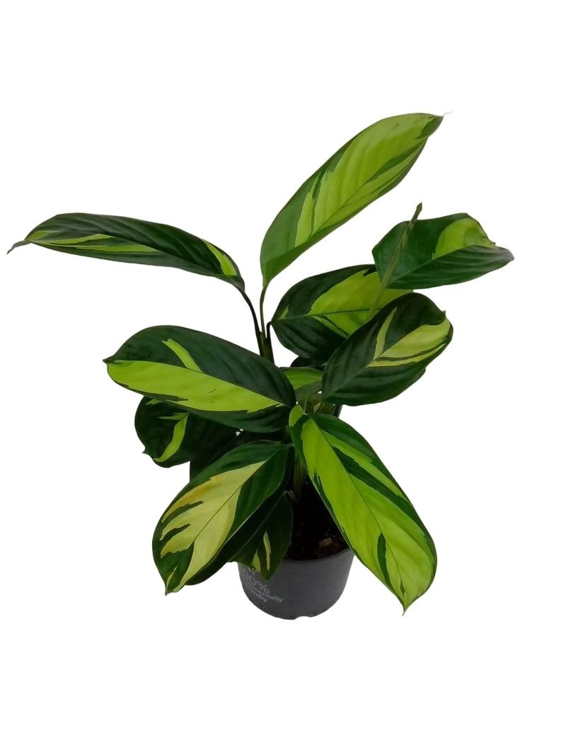 CTENANTHE M12 H25 PILOSA GOLDEN MOSAIC